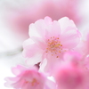 透花