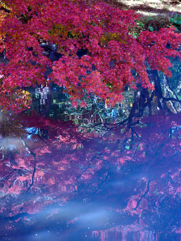 水鏡に映して