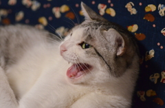 返事は大きく！