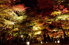 京都繚乱