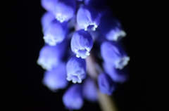 闇夜に咲く