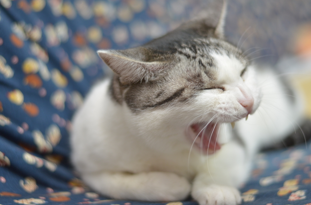 もうひと眠りするにゃん