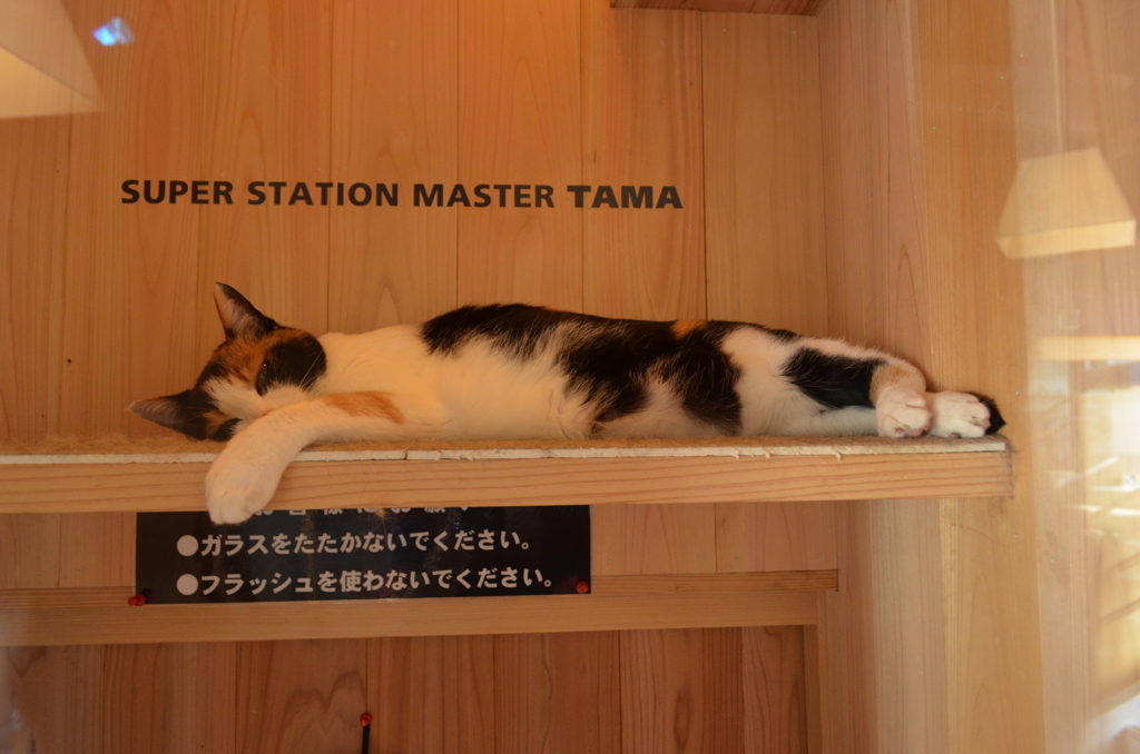 たま駅長～(☆∀☆)