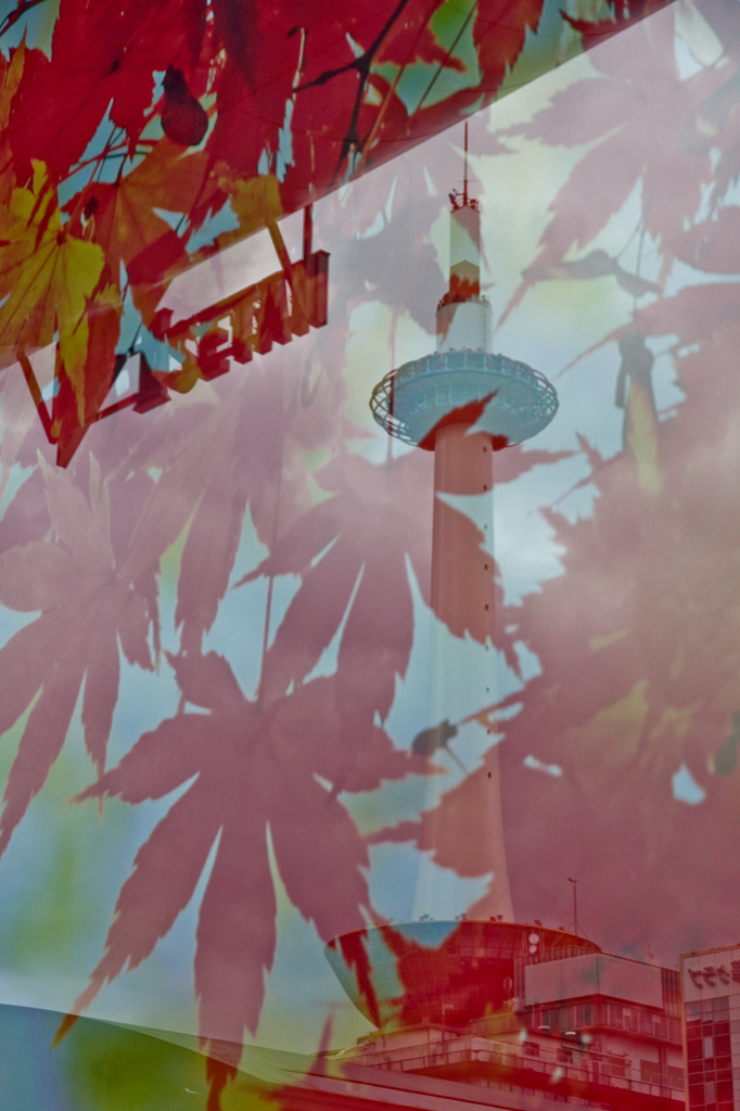 Colored leaves