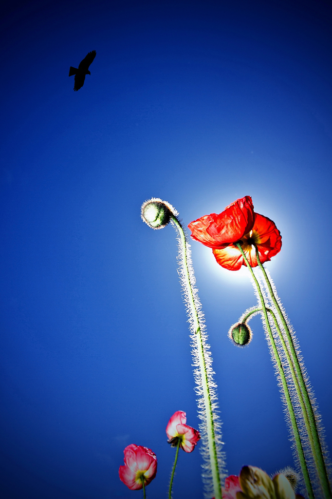 Photovoltaics