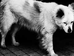 dog