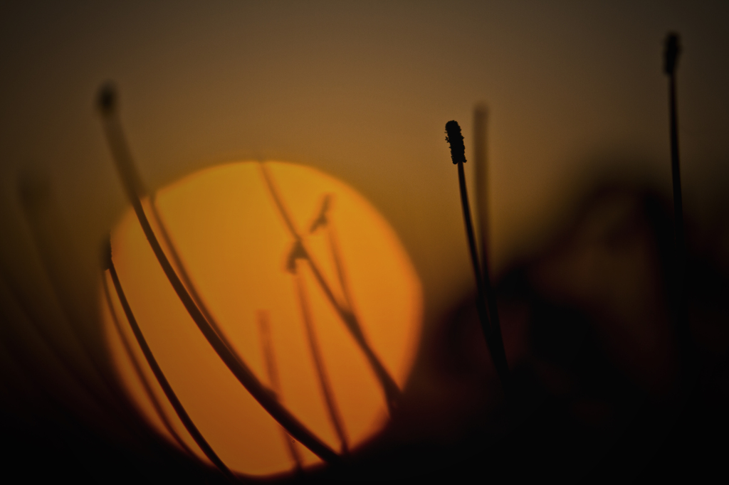 夕月