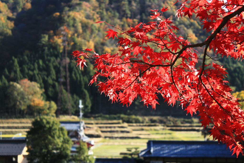 紅に染めて