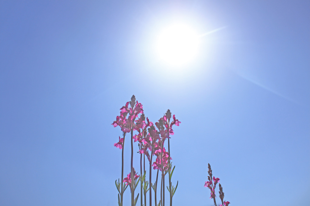 背伸び