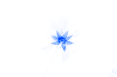 whiteblue