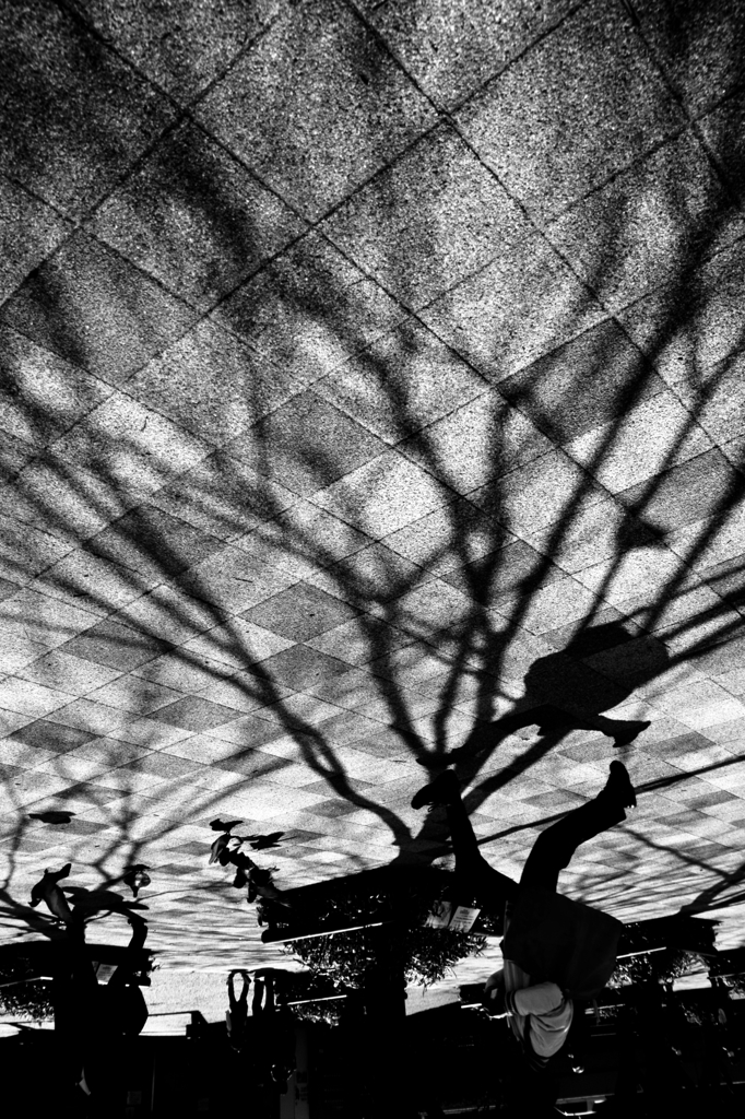 Shade tree