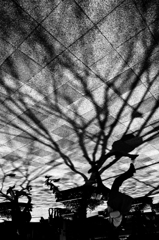 Shade tree