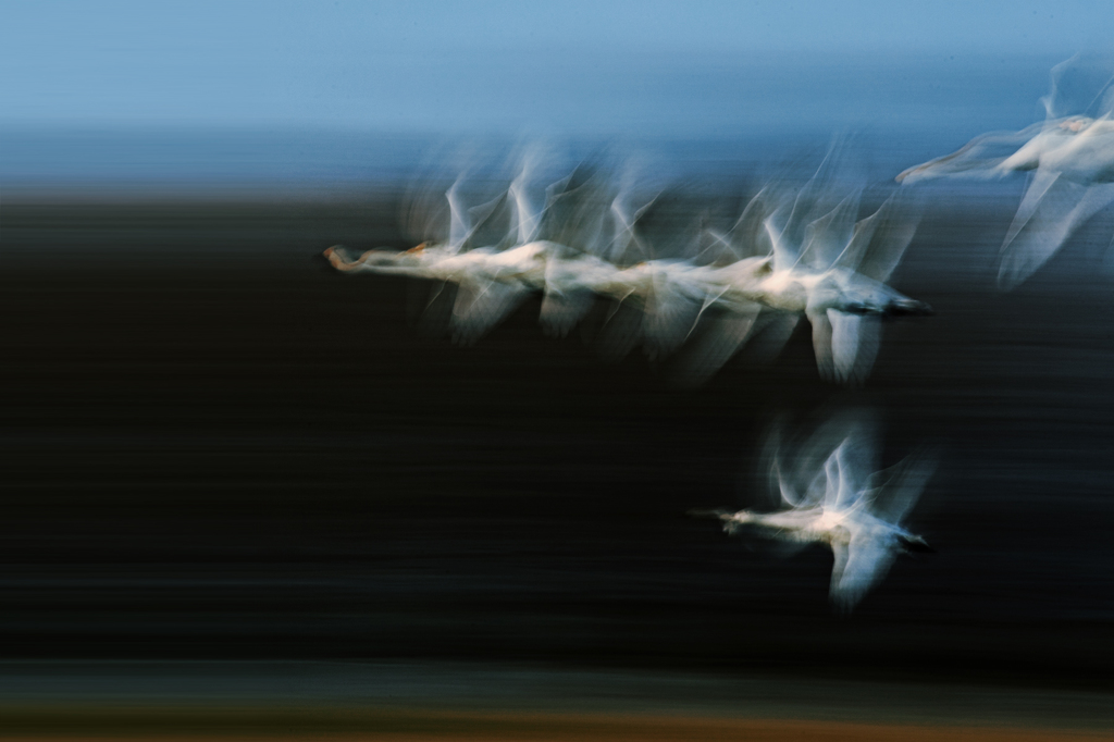 Beauty in motion