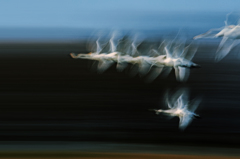Beauty in motion