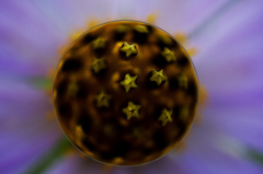 ⋆