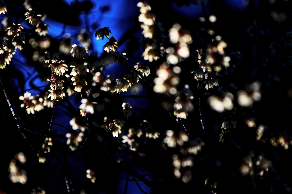 SHIGA