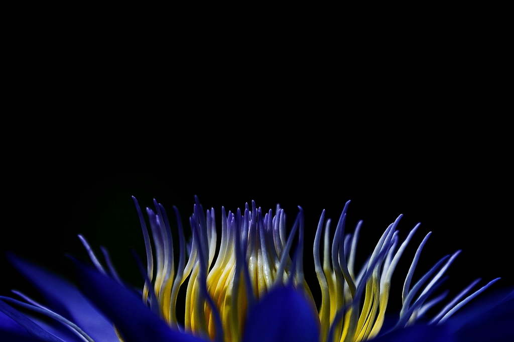 Burning flower