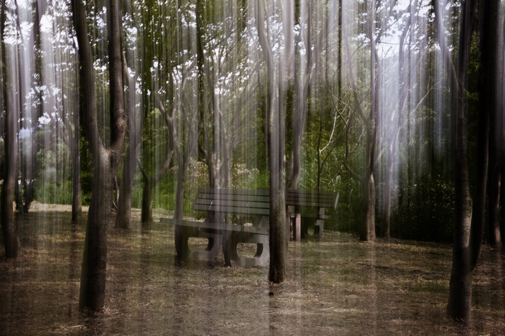 Light of a forest