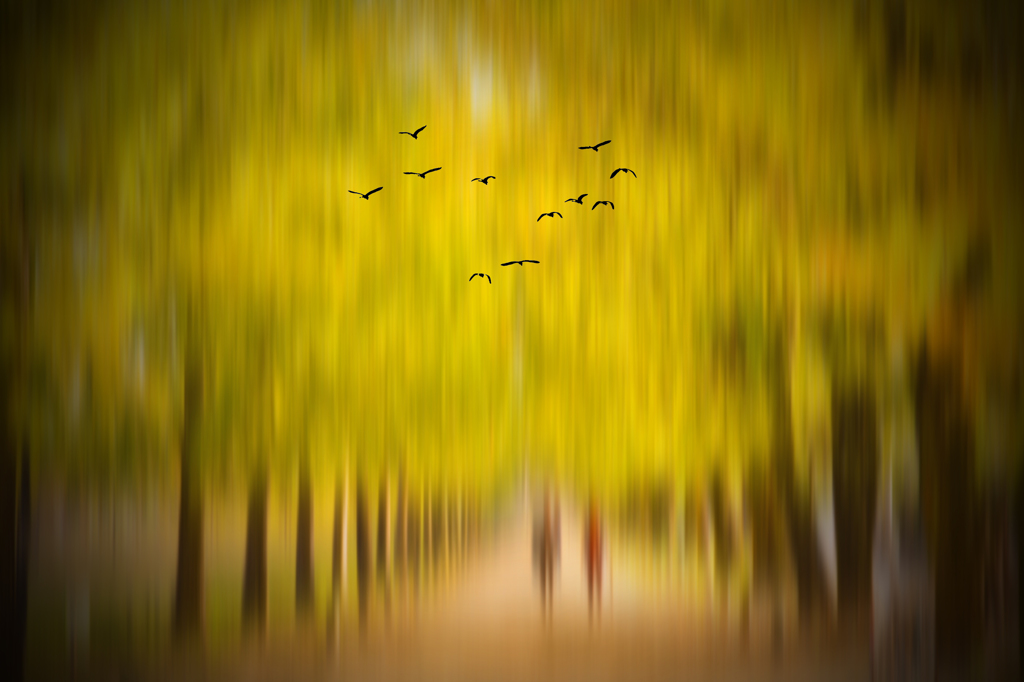 Fly Away