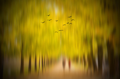 Fly Away