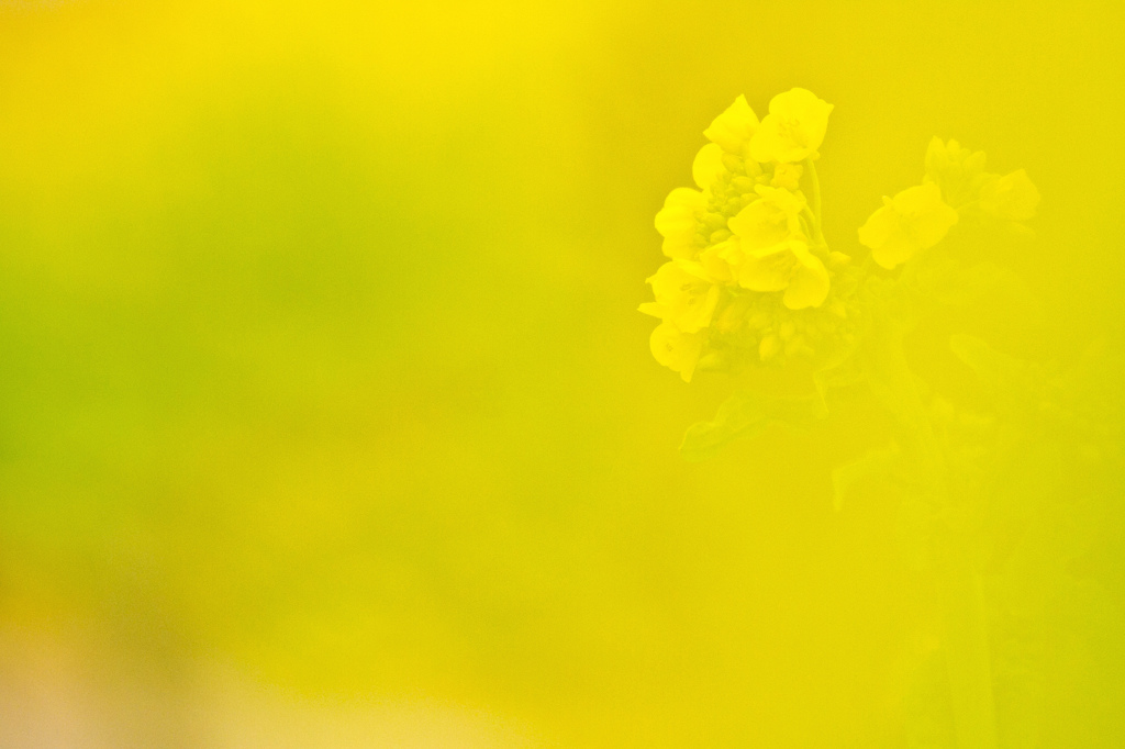 in yellow 