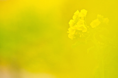 in yellow 