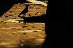 Sunset of a pigeon