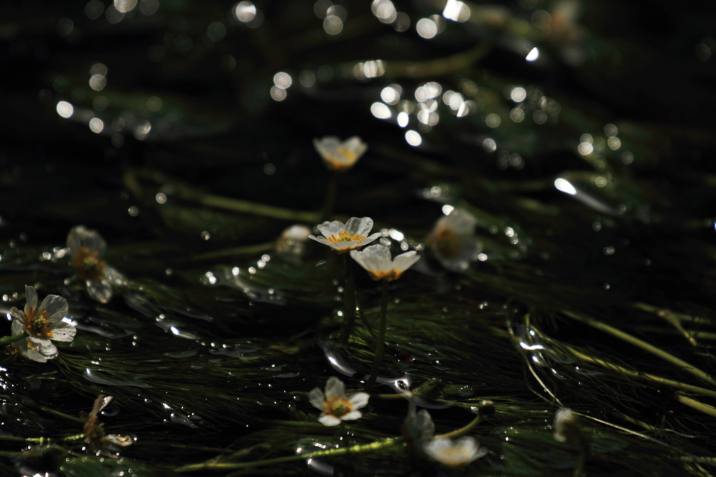 水と親しむ
