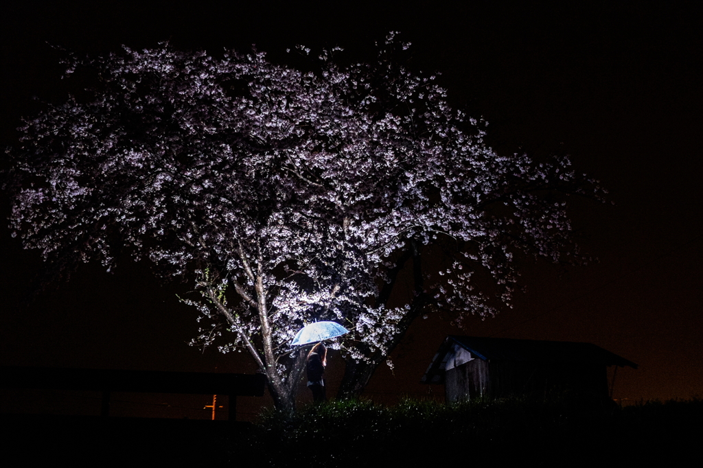 夜桜