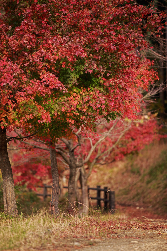 紅葉