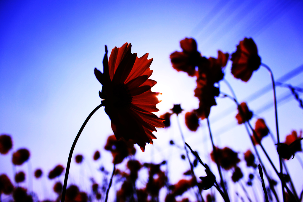 Backlight