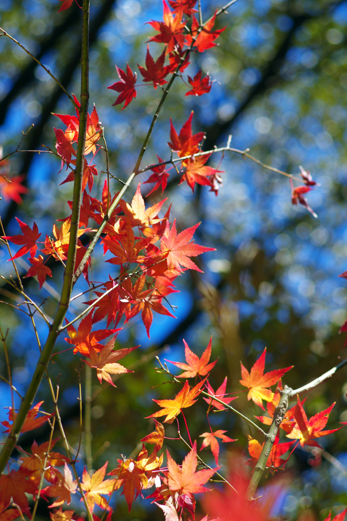都会の紅葉