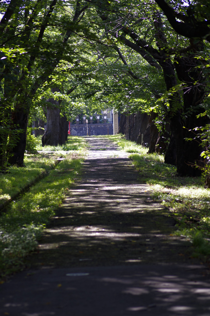 木漏れ日の1本道