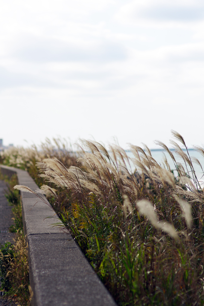 強風にあおられて