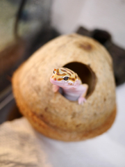 レオパ(ヒョウモントカゲモドキ)タンジェリン