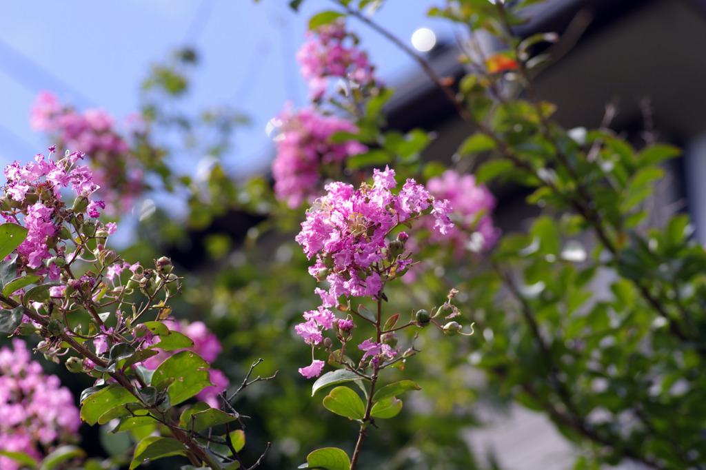 日差しを浴びて