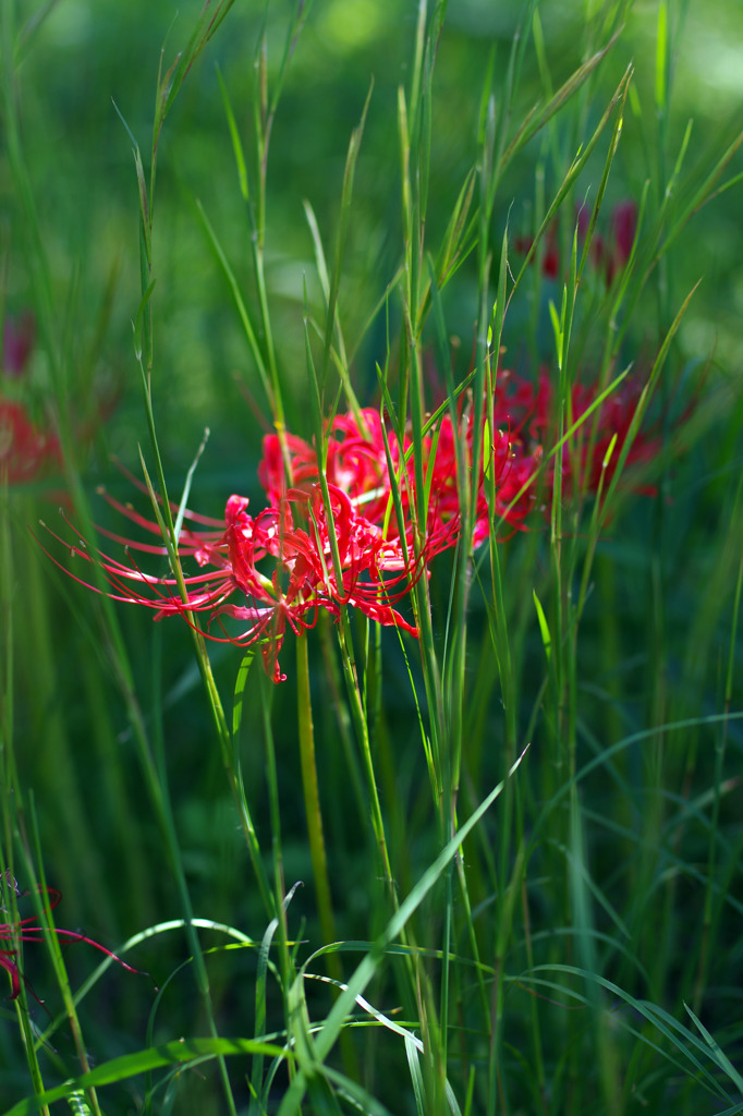咲き始めた彼岸花