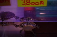 ご飯くれるかな?