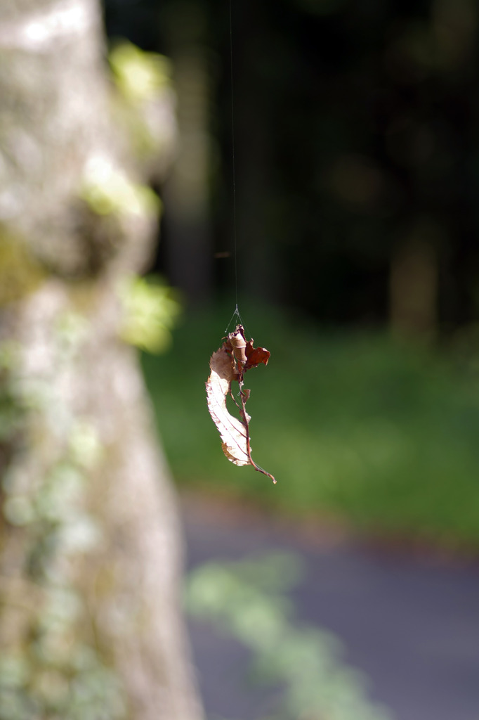 落ちそうで落ちない