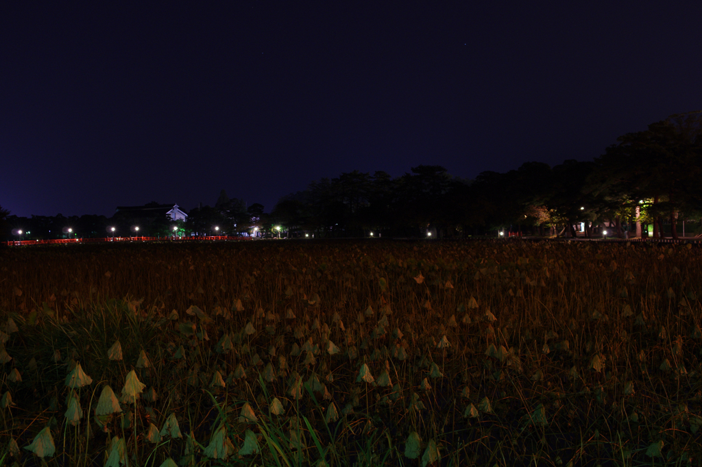 水の中からこんばんわ
