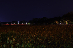 水の中からこんばんわ