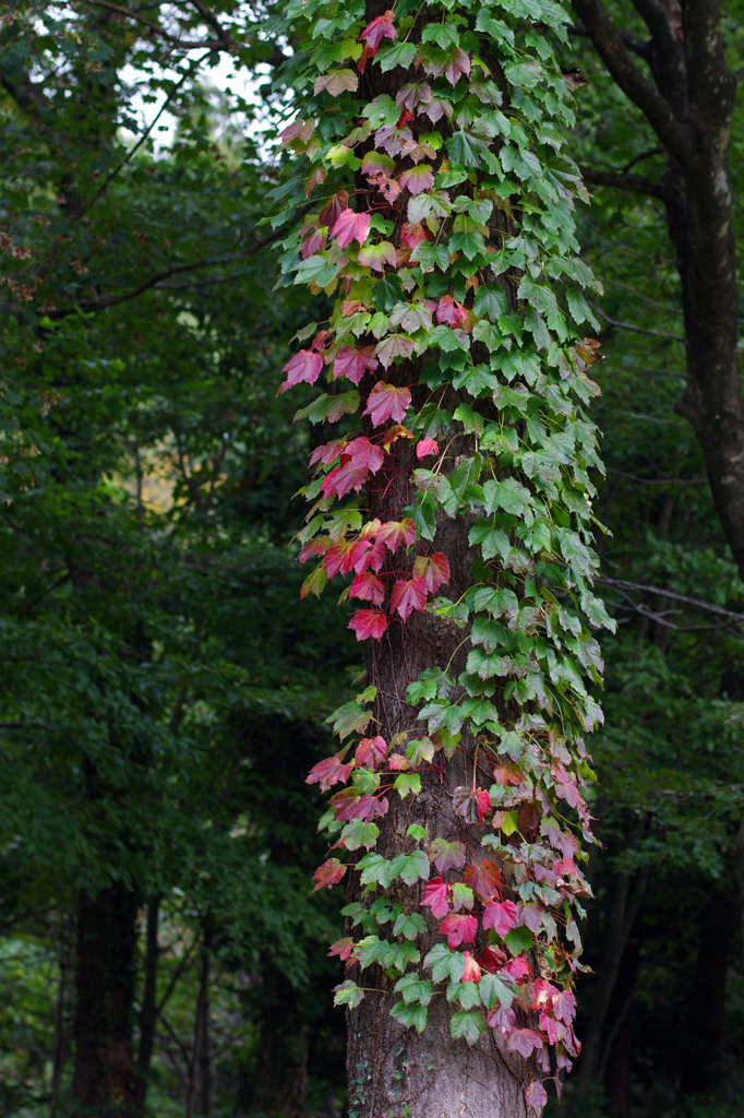 とても目立った1本