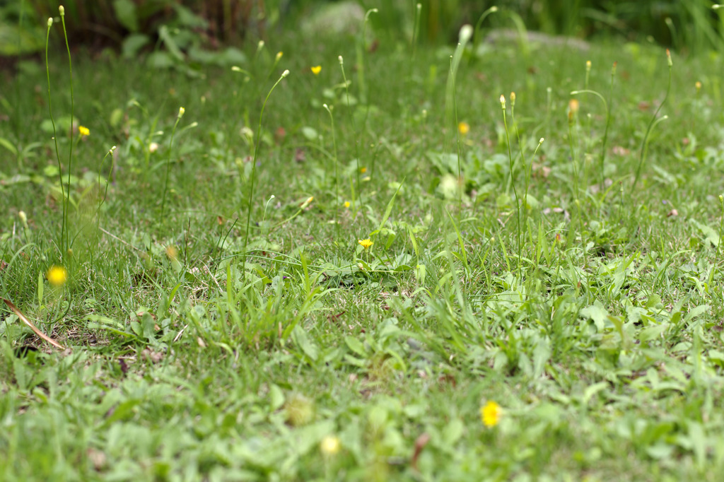 たくさんのこんにちわ