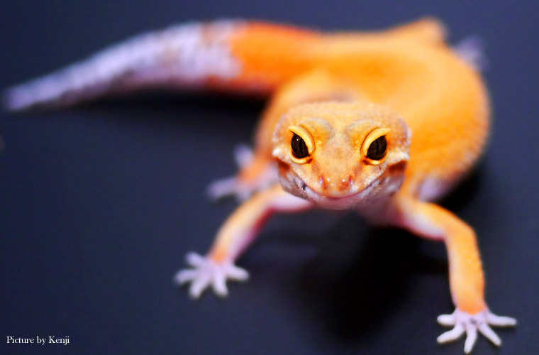 レオパ(ヒョウモントカゲモドキ)アトミック