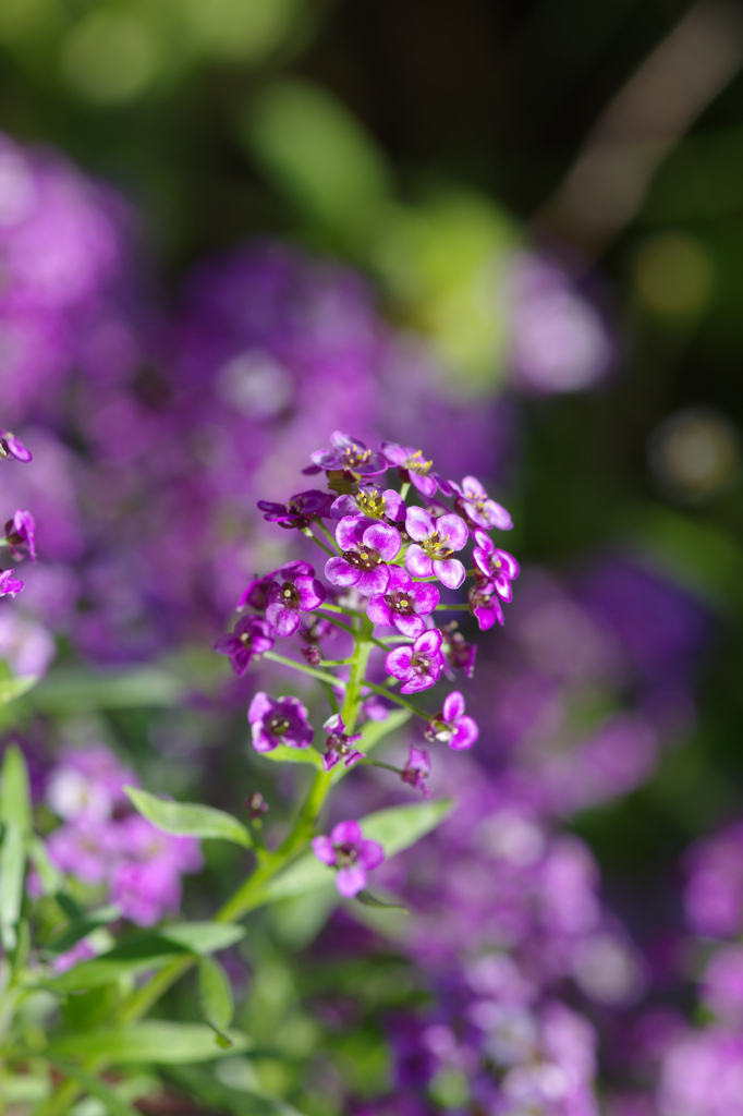 鮮やかパープル