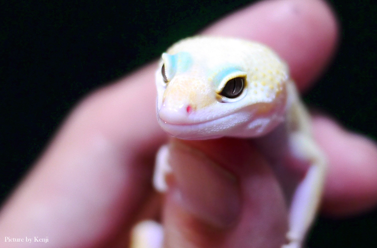 レオパ(ヒョウモントカゲモドキ)レインウォーター♀