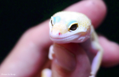 レオパ(ヒョウモントカゲモドキ)レインウォーター♀