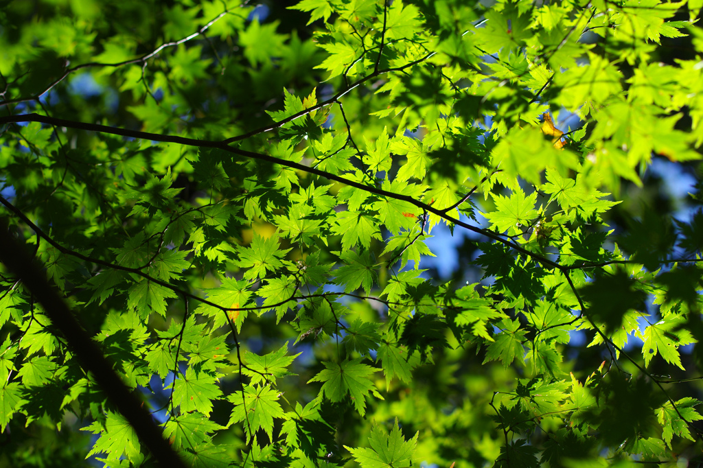 見上げた緑