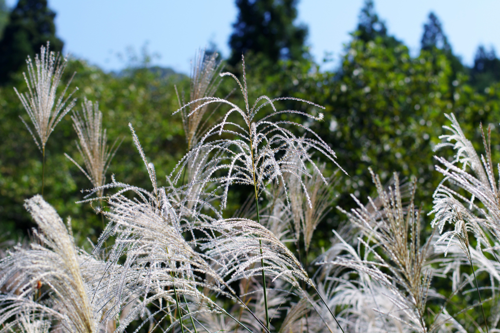 今日も元気よく