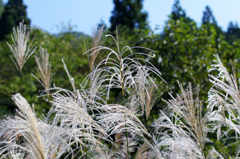 今日も元気よく